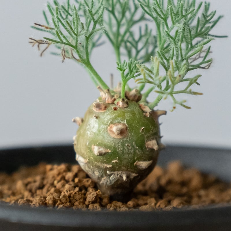 モンソニア ペニクリナム Monsonia peniculinum サルコカウロン 塊根