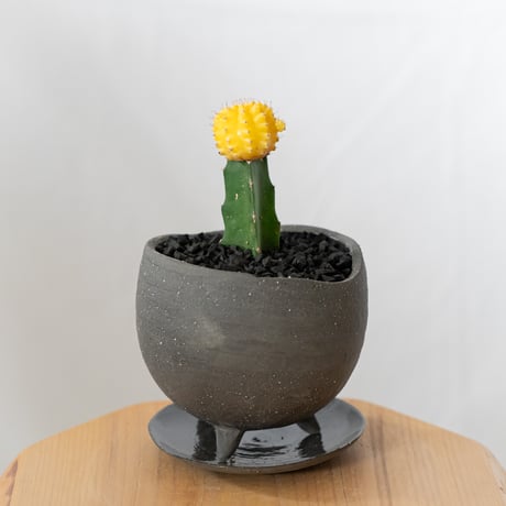 ギムノカリキウム ヒボタン 緋牡丹 鉢セット サボテン 多肉植物 観葉植物 インテリアグリーン 静岡 ANTIDOTE 通販 S877