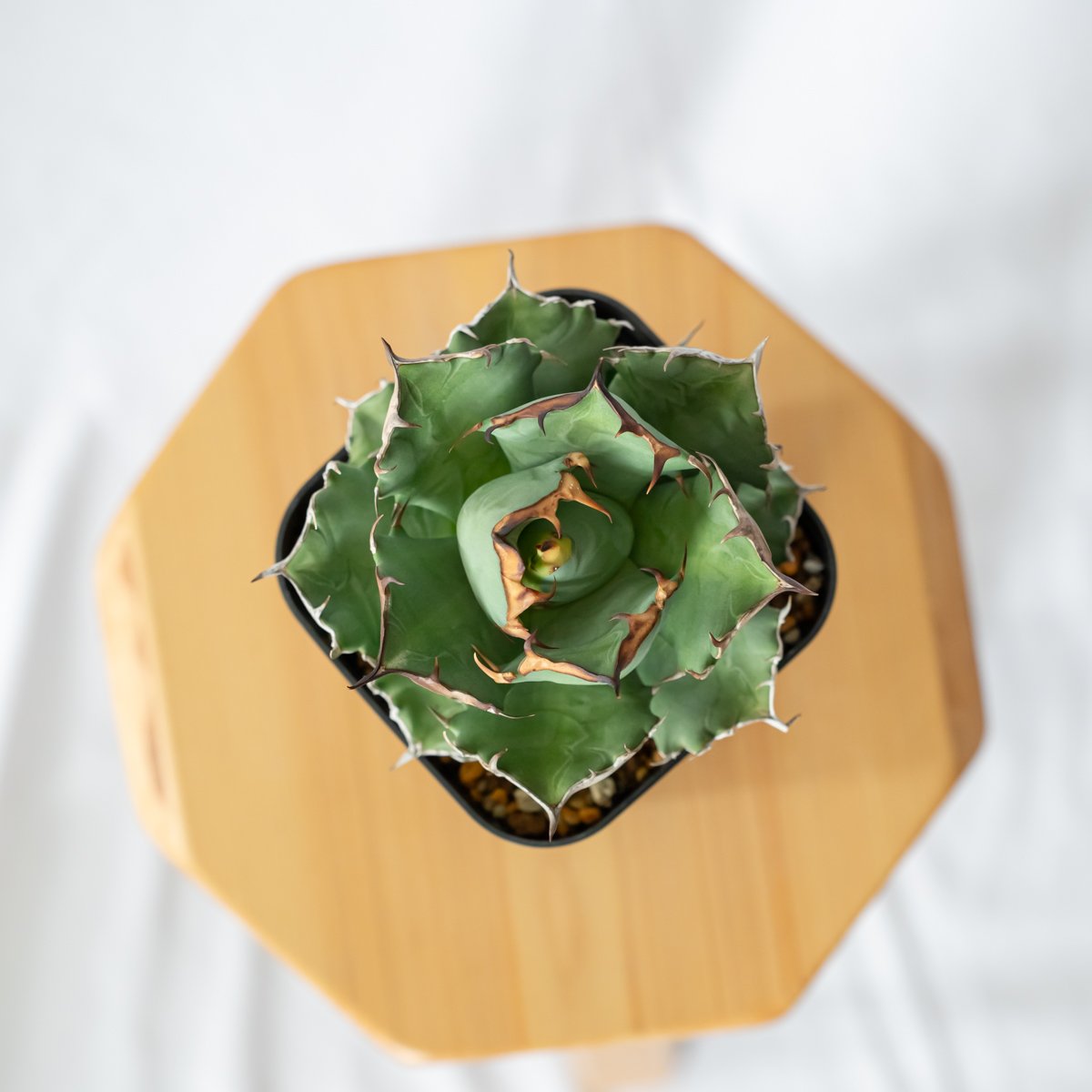 アガベ チタノタ 姫厳竜 美株 OC株【発根管理中】Agave titanota 多肉