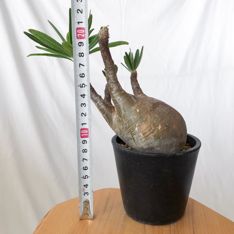 パキポディウム グラキリス 現地球 pachypodhium Gracilius 塊根植物 コ