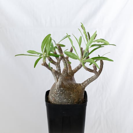 パキポディウム グラキリス 現地球 大株 pachypodhium Gracilius 塊根植物 コーデックス 多肉植物 珍奇植物 静岡 ANTIDOTE 通販 S627