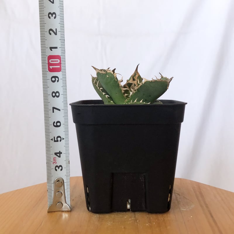 アガベ チタノタ 氷雹 超特選ぶつぶつ株 アガベ チタノタ 氷雹【発根管理中】TC株 Agave titanota HYO ブツブツ