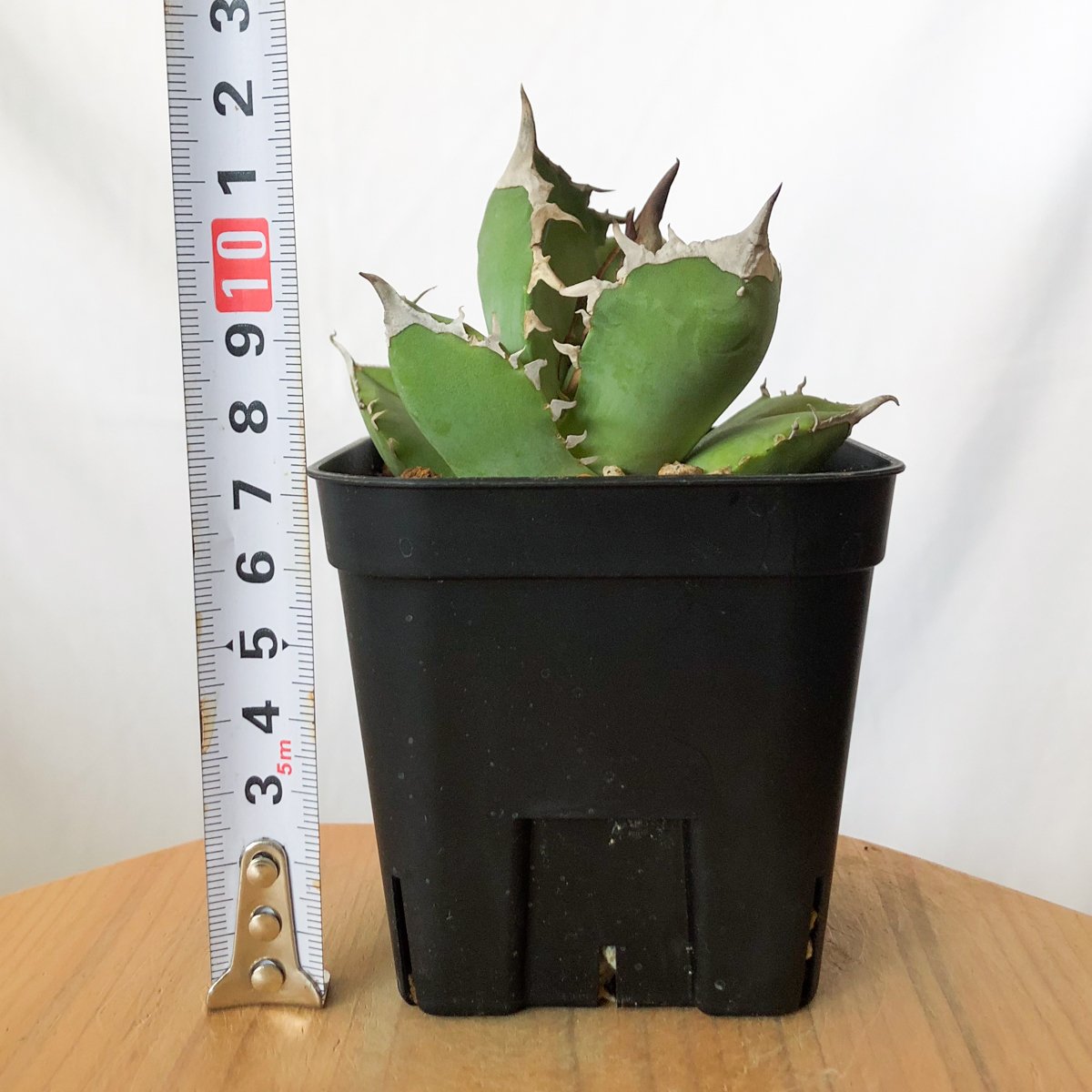 アガベ チタノタ 白犀牛 【発根管理中】シロサイ TC株 Agave titanota
