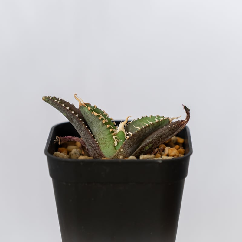 アガベ激シマリBBブラックアンドブルー白覆輪斑入り抜き苗発送 アガベ激シマリBBブラックアンドブルー白覆輪斑入り抜き苗発送