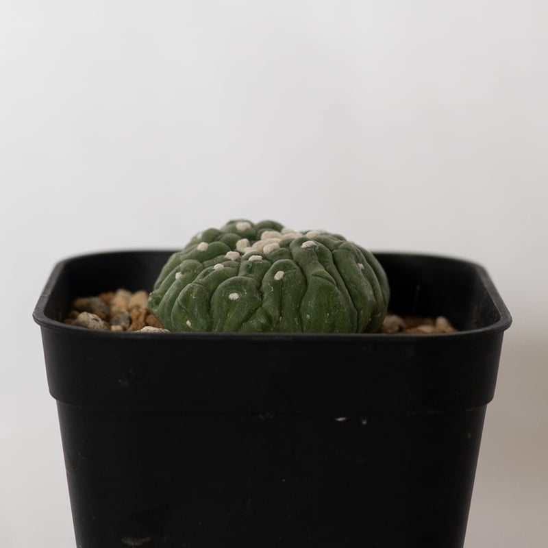 サボテン アストロフィツム 亀甲兜 リザードスキン Astrophytum Asteria