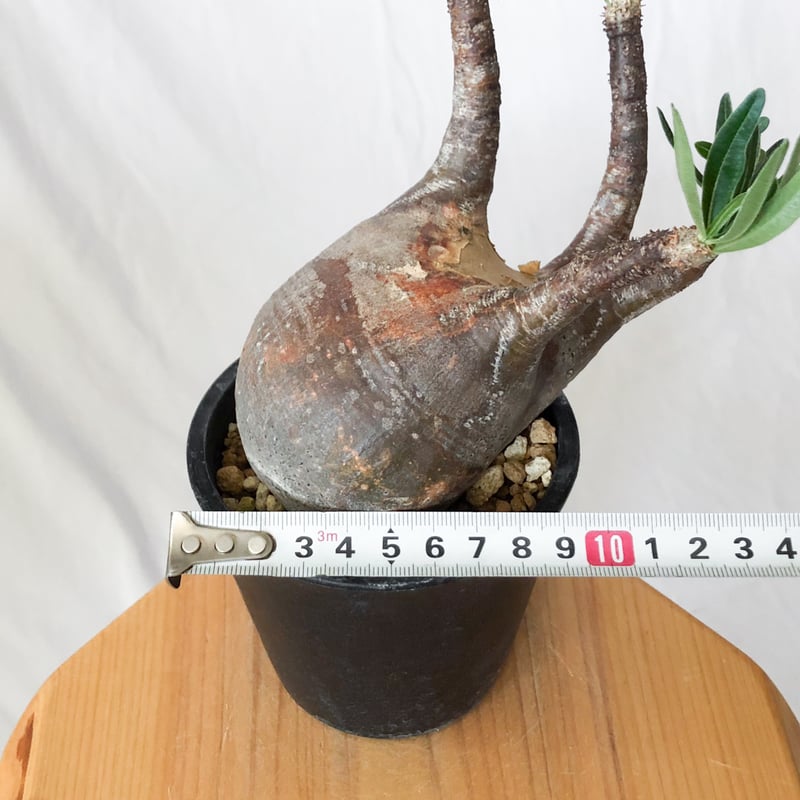 パキポディウム グラキリス 現地球 pachypodhium Gracilius 塊根植物 コ