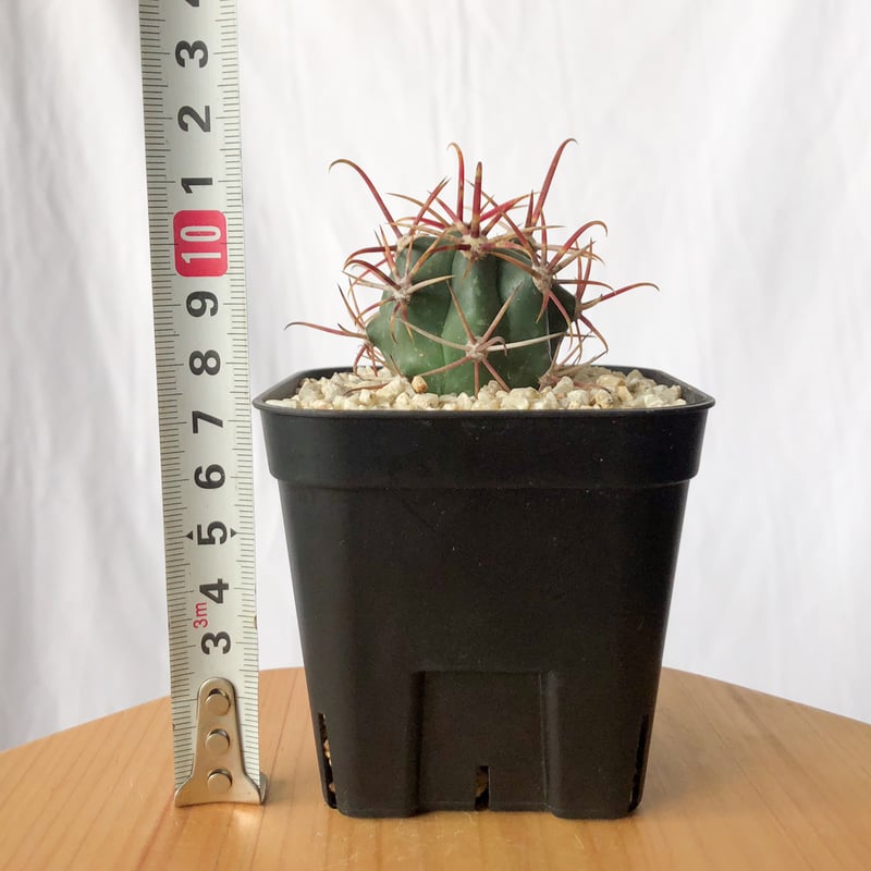 フェロカクタス 神仙玉 実生 美株 Ferocactus coloratus
