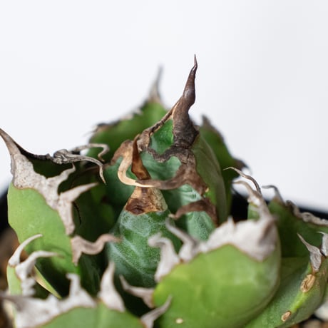 アガベ チタノタ 魔丸 OC株【発根管理中】agave titanota imps 多肉植物 珍奇植物 ANTIDOTE 通販 S1314