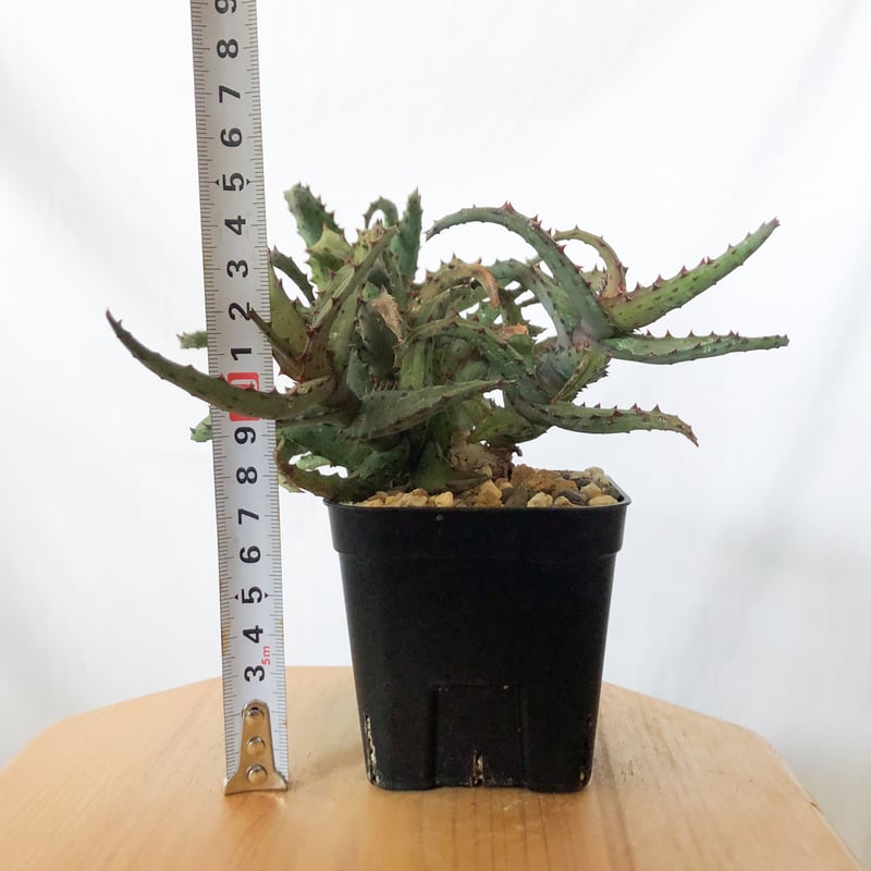 アロエ カスティロニアエ Aloe A.castilloniae 多肉植物 珍奇植物 静岡