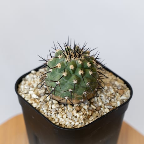 Copiapoa コピアポア 写真集 貴重本 2025 新品