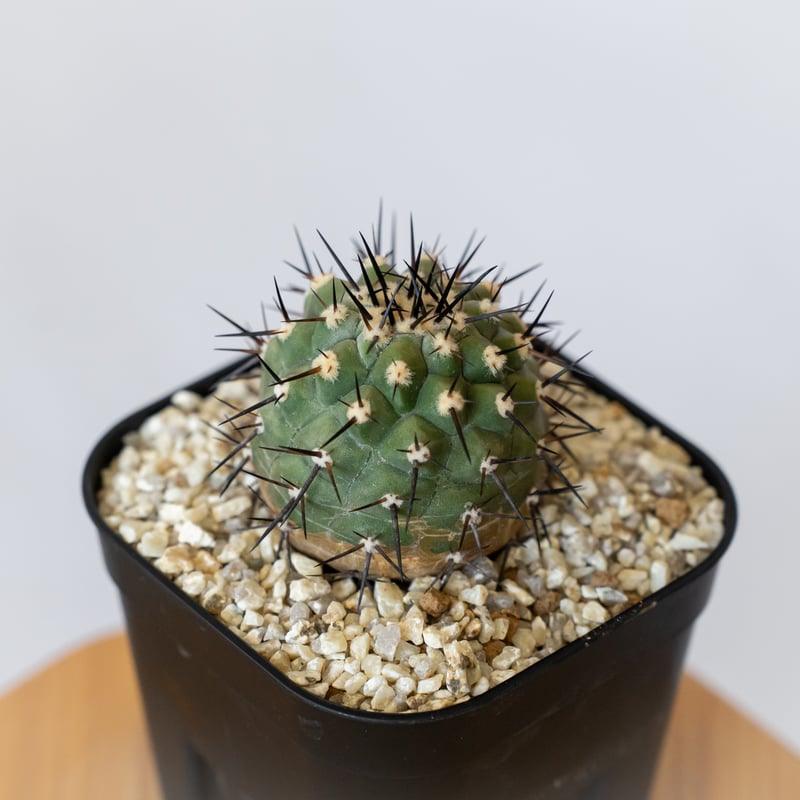 コピアポア 黒王丸 実生 Copiapoa cinerea サボテン 多肉植物 珍奇植物