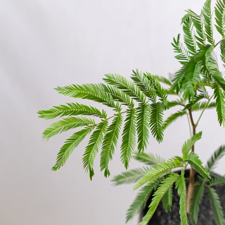 エバーフレッシュ 鉢セット Pithecellobium 観葉植物 多肉植物 インテリアグリーン 静岡 ANTIDOTE 通販 S1195