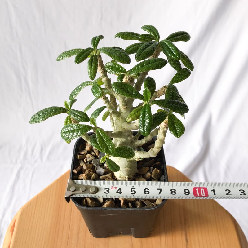 ドルステニア ギガス 大株 個性的な樹形 ドルステニア ギガス 大株 個性的な樹形 ドルステニア ギガス