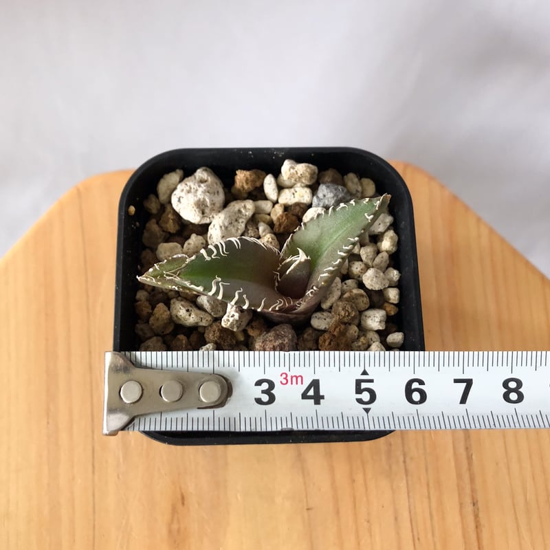 アガベ チタノタ 金蟾【発根管理中】Agave titanota kinsen TC株 多肉植