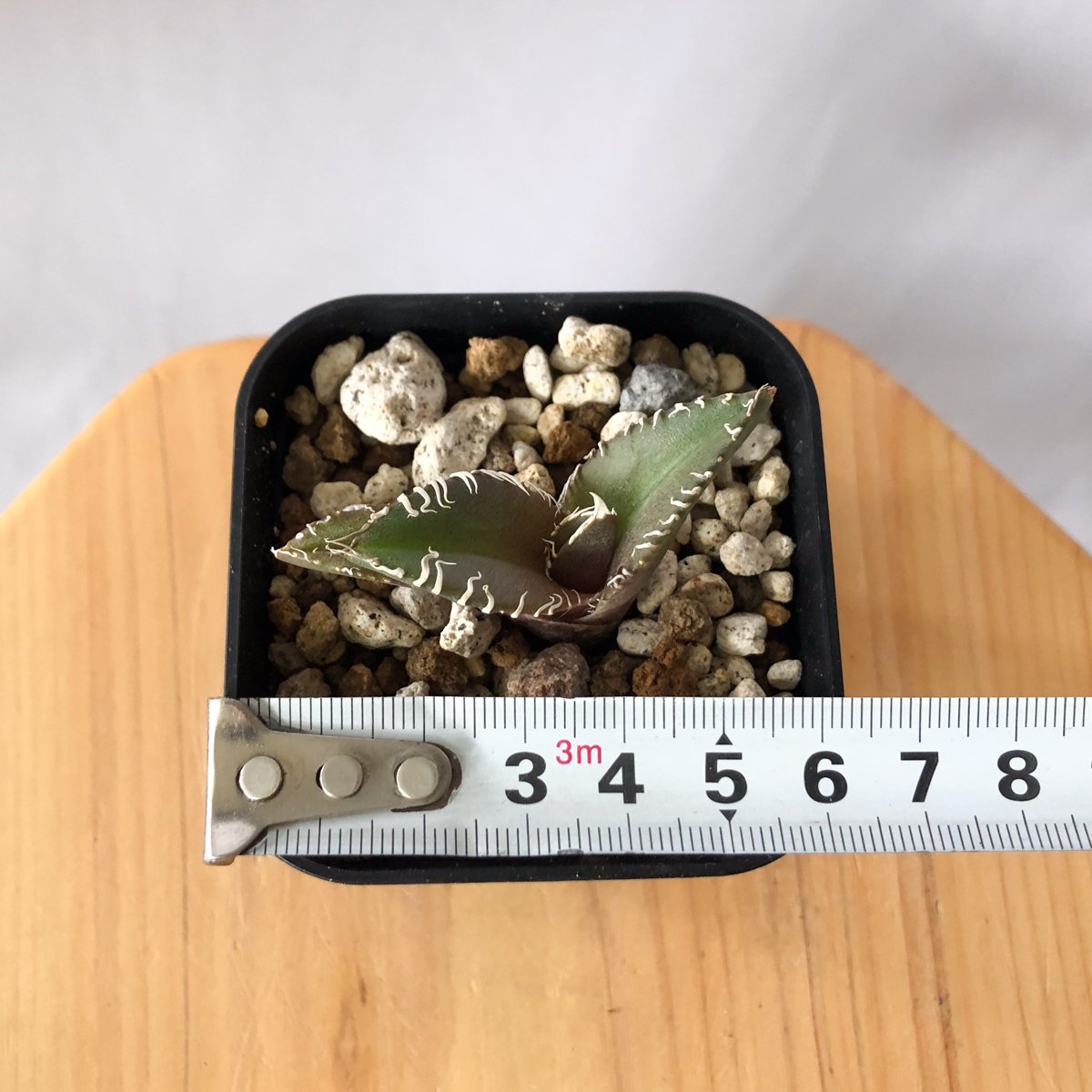 アガベ チタノタ 金蟾【発根管理中】Agave titanota kinsen TC株 多肉植