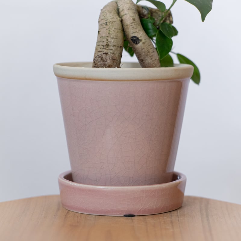 ガジュマル 鉢セット Ficus microcarpa キジムナー 多幸の木 塊根植物