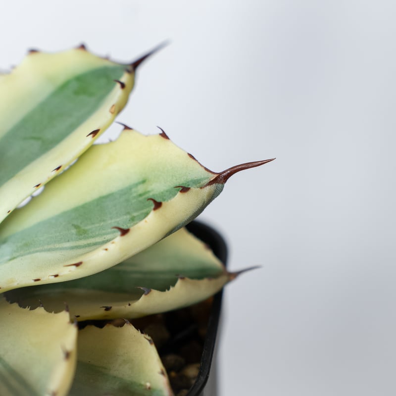 アガベ チタノタ 吉祥冠錦 OC株【発根管理中】斑入り Agave potatorum