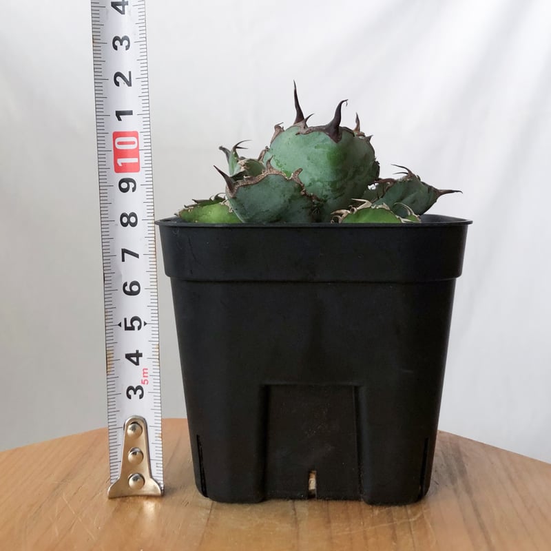 アガベ チタノタ ブラックアンドブルー BB OC株【発根管理中】Agave