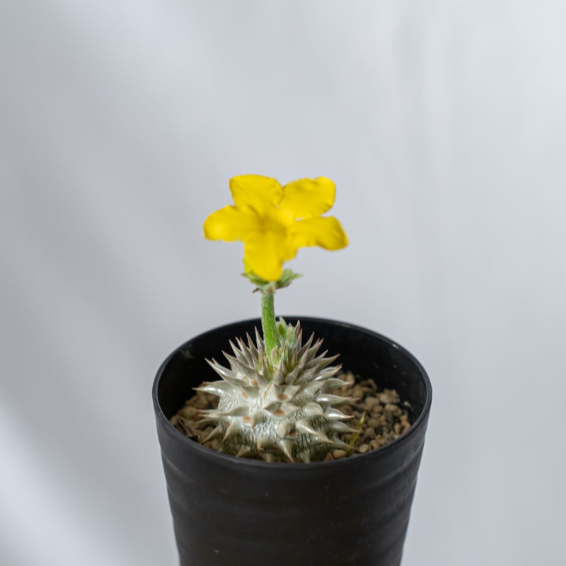 実生 パキポディウム 恵比寿大黒  /  グラキリスパキプス ユーフォルビア Pachypodium Pachypodium Densicaule【パキポディウム・恵比寿大黒・実生