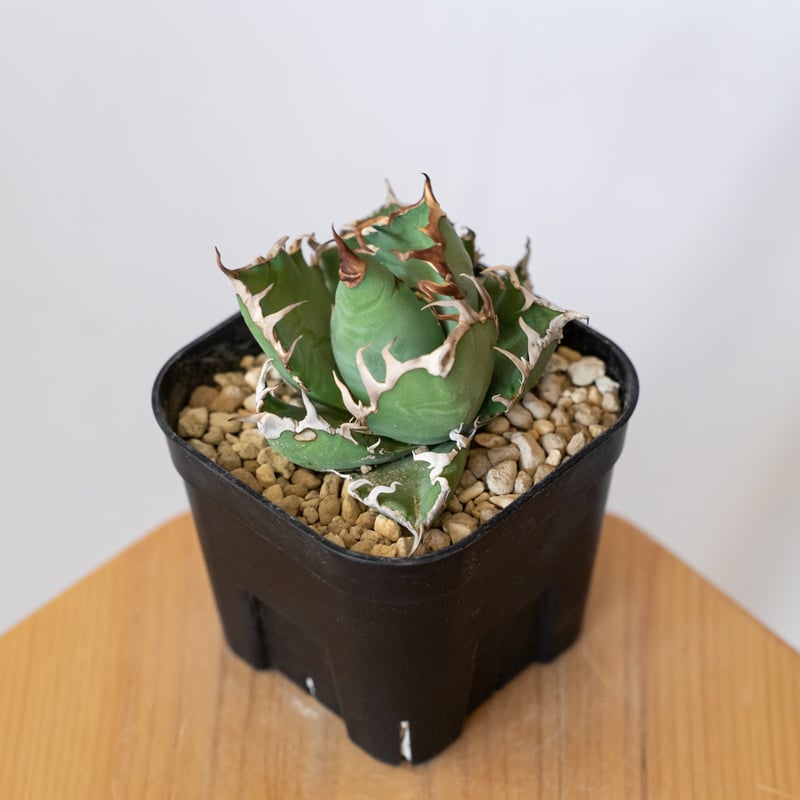 アガベ チタノタ シーザー 美株 OC株 Agave titanota Caesar 多肉植物