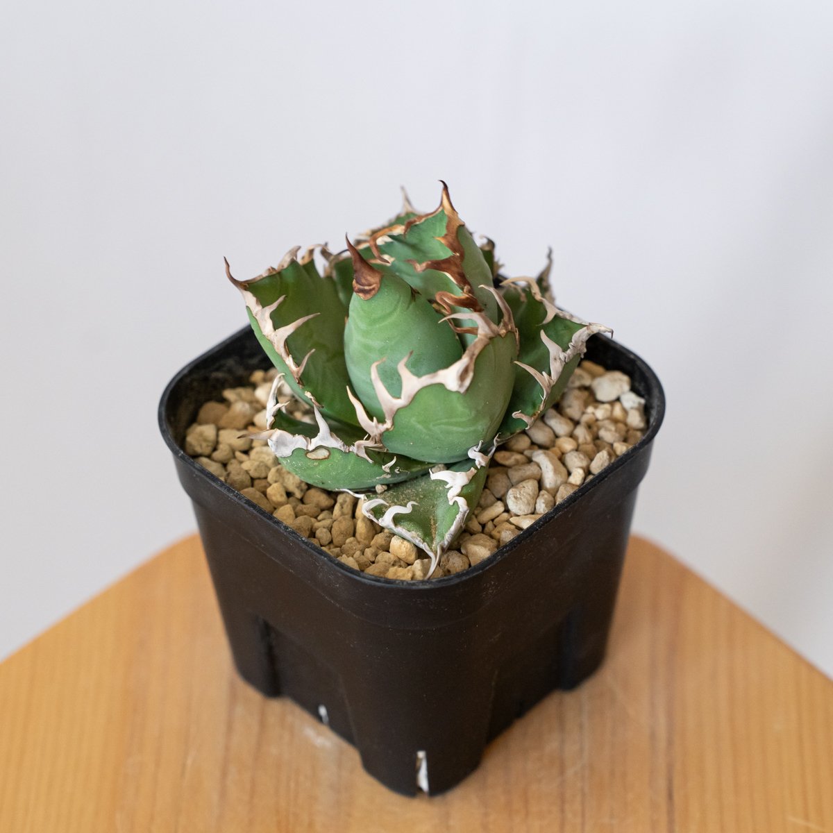 アガベ チタノタ シーザー 美株 OC株 Agave titanota Caesar 多肉植物