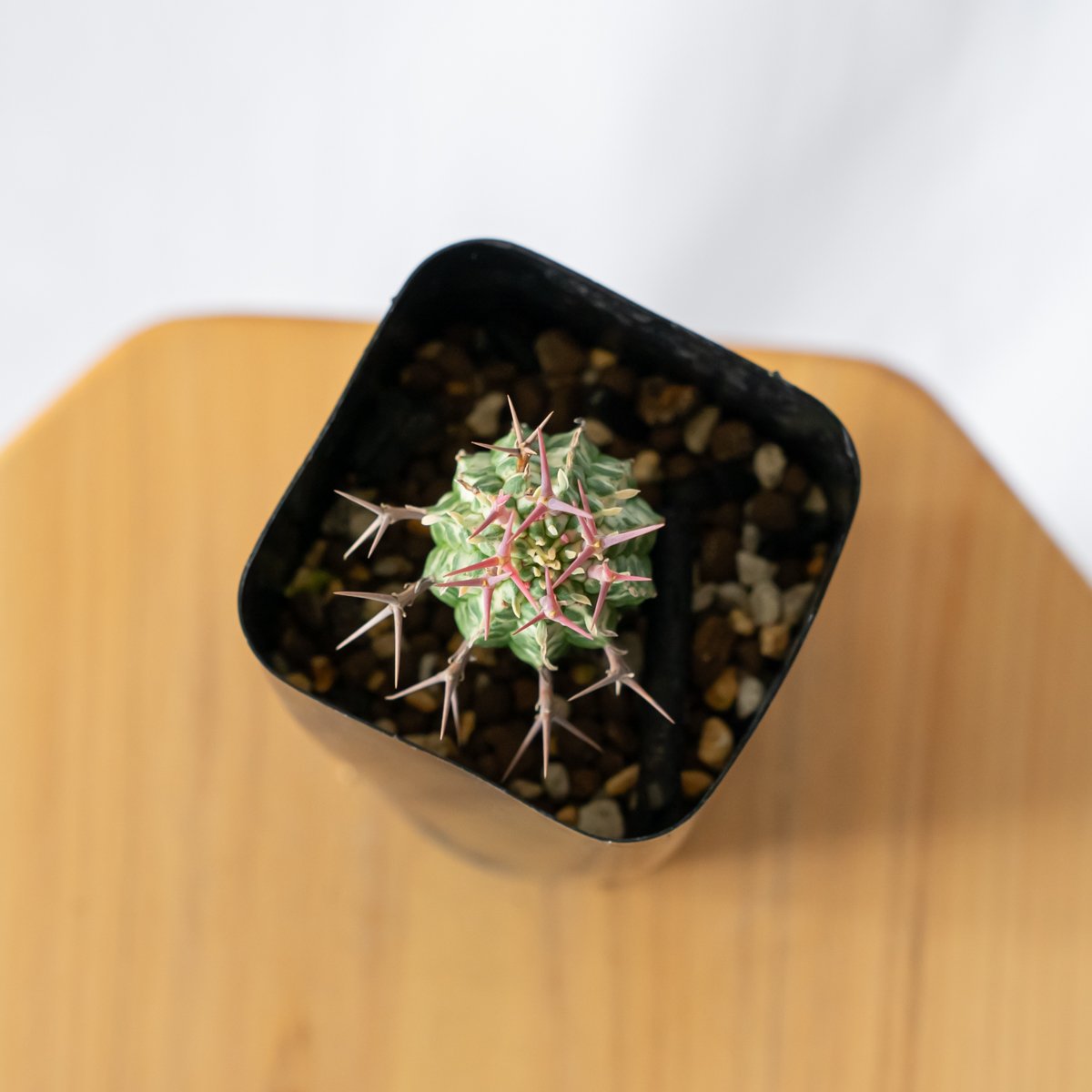 ユーフォルビア 群星冠錦 カキコ Euphorbia stellispina f. varie