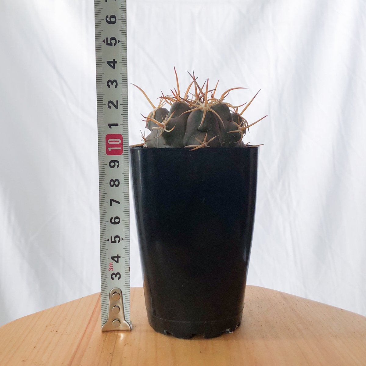 ギムノカリキウム 奇話魔天竜 (魔天竜×フェロシオール) 実生