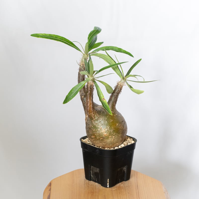 パキポディウム グラキリス 現地球 良型 pachypodhium Gracilius 塊根植