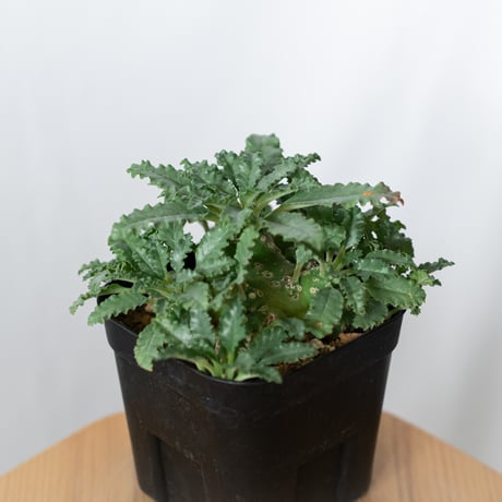 ドルステニアラブラニー | STORES