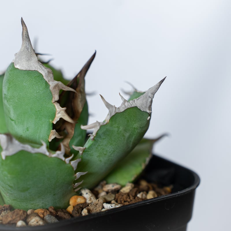 アガベ チタノタ 白豪刺【発根管理中】 Agave titanota TC株 多肉植物