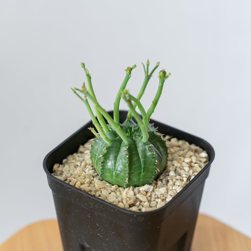 【最終値下】コレクション株　ユーフォルビアバリダ　スーパーバリダ　子吹き　実生 ☆特価☆多肉植物：ユーフォルビア バリダ*SS 幅3cm : 遊恵盆栽