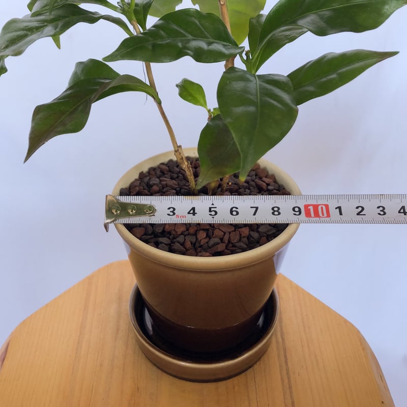 コーヒーの木 鉢セット Coffee tree 観葉植物 インテリアグリーン 珍奇