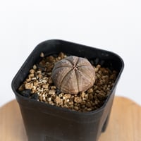 ユーフォルビア オベサ 実生 Euphorbia obesa 多肉植物 珍奇植物 静岡 ANTIDOTE 通販 S1226