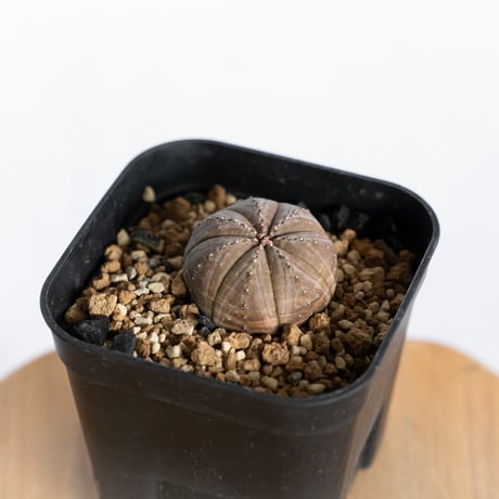 ユーフォルビア | STORES