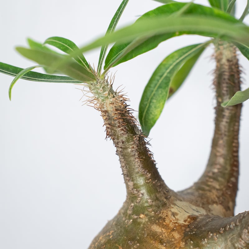 パキポディウム グラキリス 現地球 良型 pachypodhium Gracilius 塊根植
