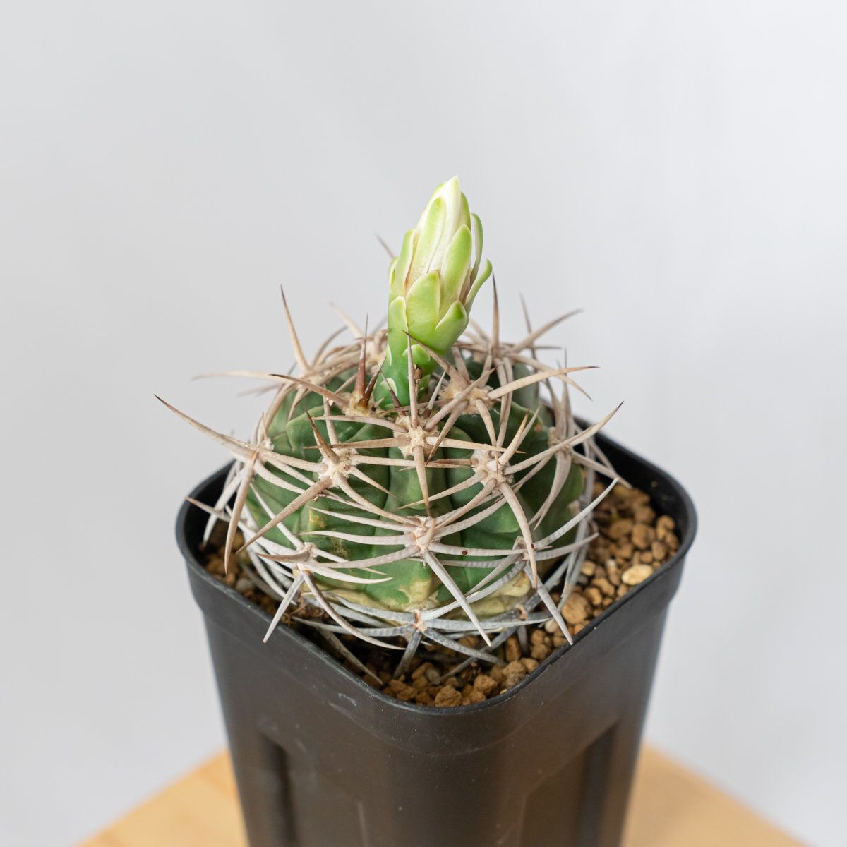 ギムノカリキウム フェロシオール 美株 実生 Gymnocalycium hybopleuru