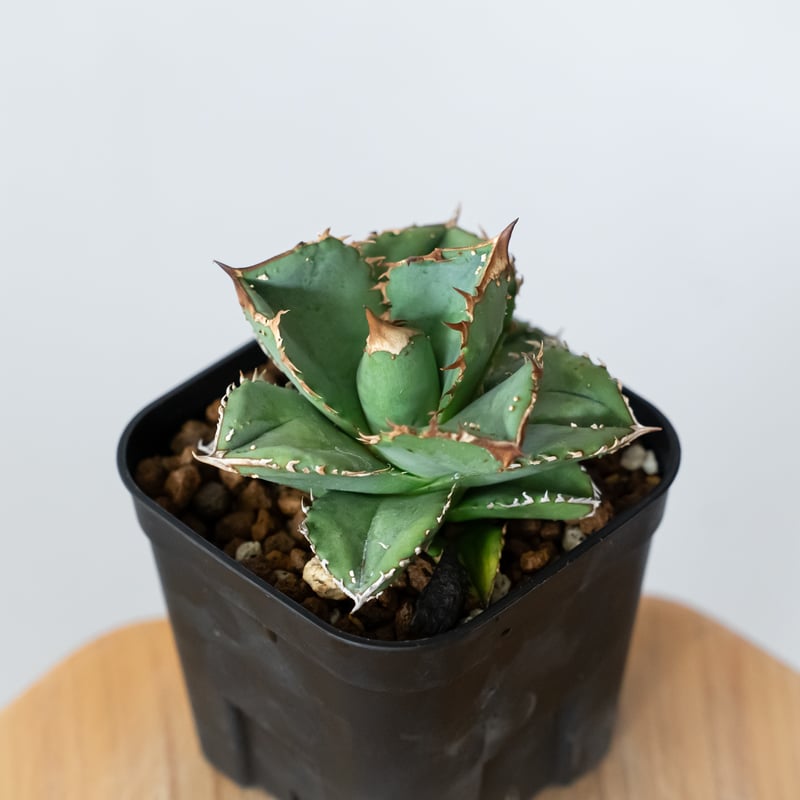 アガベ チタノタ 鰐亀 ワニガメ【発根管理中】TC株 Agave titanota