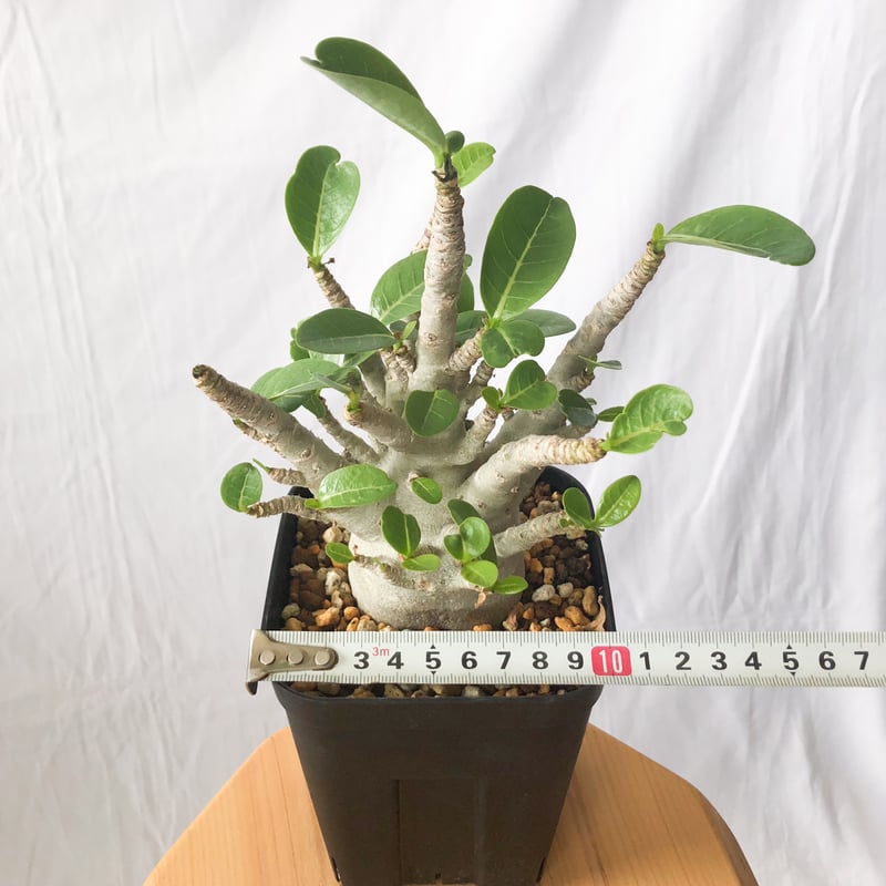 アデニウム アラビカム ブラックスキン【発根管理中】Adenium Arabicum