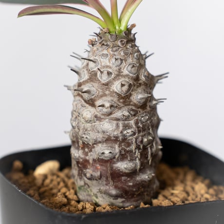 ユーフォルビア パキポディオイデス 実生 Euphorbia pachypodioides 多肉植物 珍奇植物 静岡 ANTIDOTE 通販 S1509