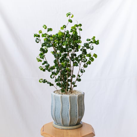 ベンジャミン バロック Ficus benjamina barok 観葉植物 インテリアグリーン 静岡 ANTIDOTE 通販 S1189