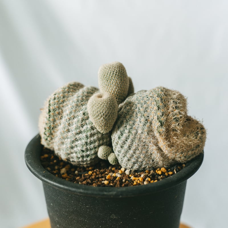 エピテランサ 月世界 Epithelantha micromeris サボテン 多肉植物 珍