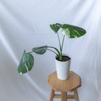 モンステラ タイ コンステレーション Monstera deliciosa Thai Constellation Variegated 斑入り 観葉植物 静岡 ANTIDOTE 通販 S302