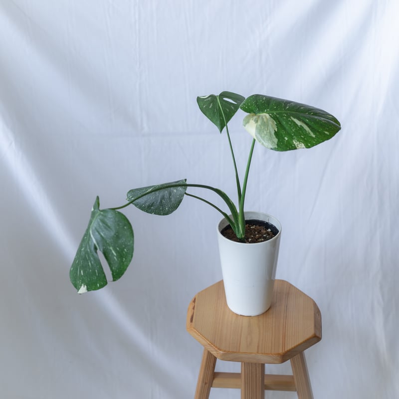 モンステラ タイ コンステレーション Monstera deliciosa Thai Cons