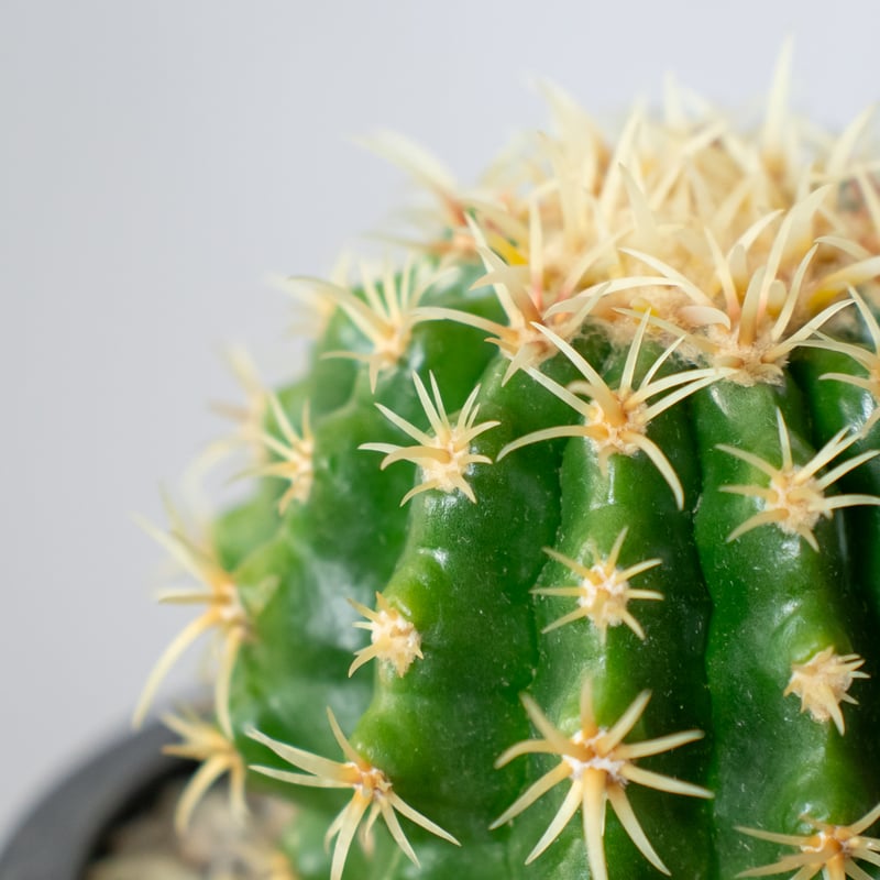 短刺金鯱 プラチナ金鯱 実生 大苗 抜き苗 国内繁殖苗 エキノカクタス