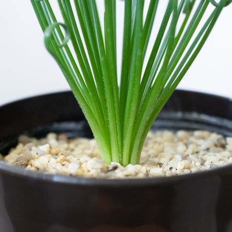 アルブカ スピラリス フリズルシズル Albuca spiralis Frizzle sizzle 塊根植物 多肉植物 珍奇植物 静岡 ANTIDOTE 通販 S989