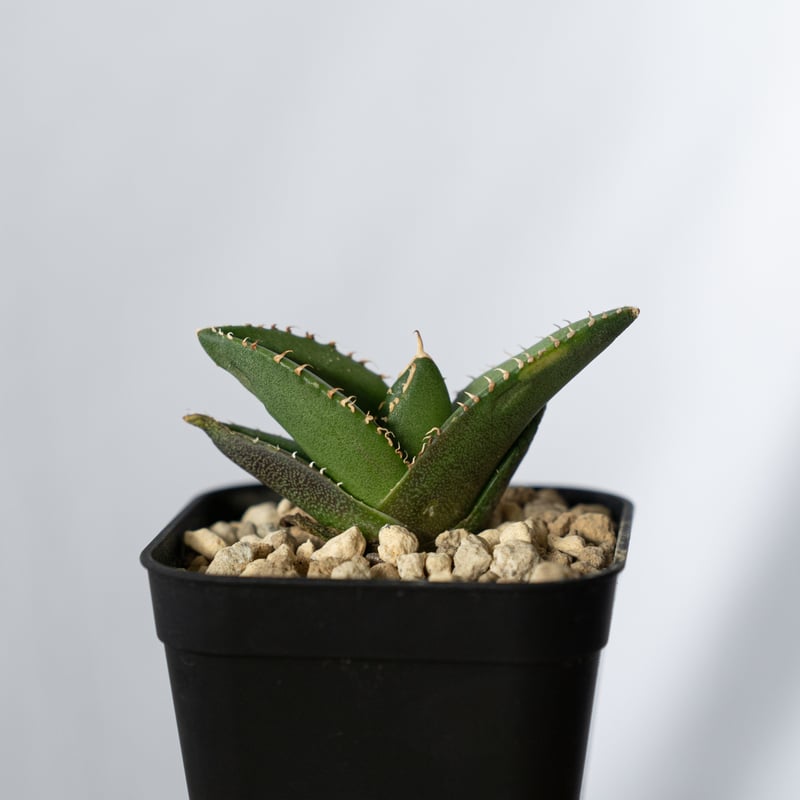 アガベ　チタノタ　ノーネーム　未発根/ オアハカ　オテロイ　皇冠　大白鯊　鰐亀 アガベ・チタノタ（ノーネーム）004｜agave titanota No Name