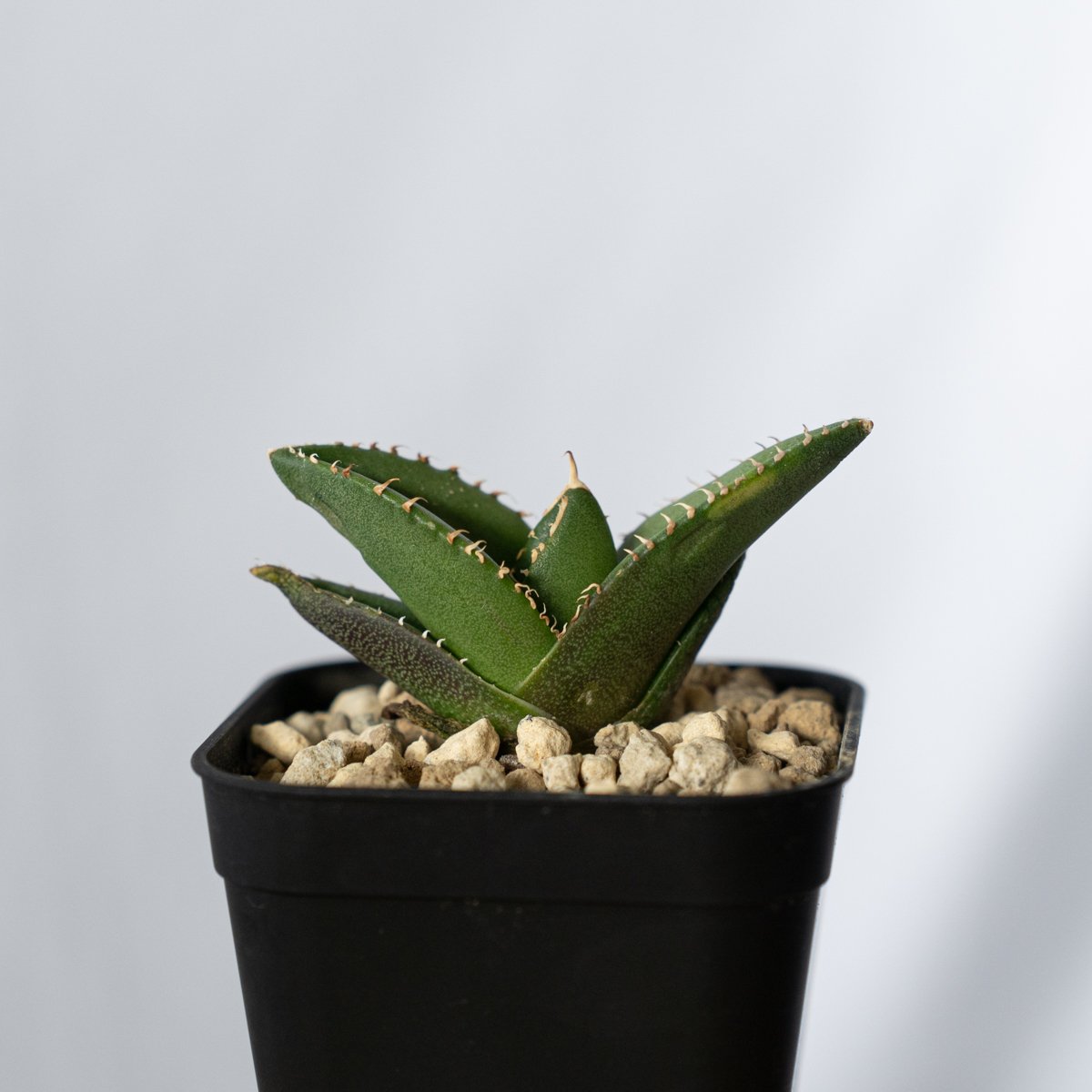 アガベ チタノタ 大白鯊 【発根管理中】ホオジロザメ Agave