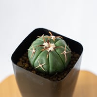 アガベ チタノタ 鷹の目 鷹眼【発根管理中】TC株 Agave titanota Hawk e