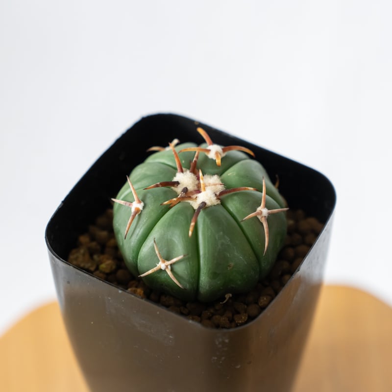 翠平丸（接ぎ木) ｜エキノカクタス｜多肉植物