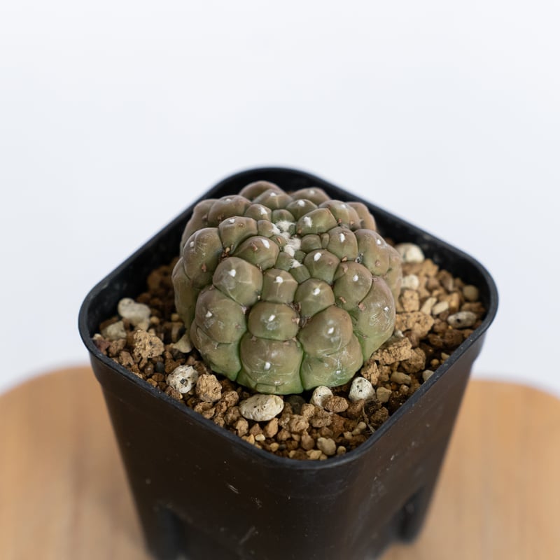 アストロフィツム 亀甲兜 リザードスキン 実生 Astrophytum Asteria